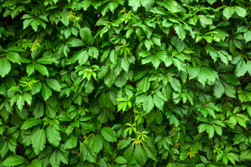 Close-up of green bushes of grapes, background of green leaves