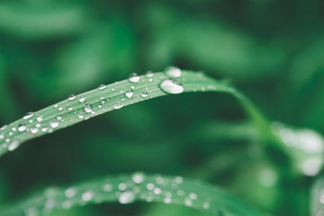 Green grass with water drops, close-up leafs,eco background