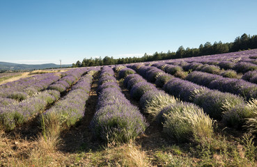 Garden with the flourishing lavender