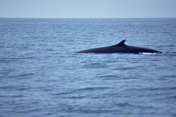 Obraz premium Bryde's whales in the Gulf of Thailand