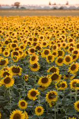 Sunflowers field near Arles  in Provence, France