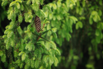 Textural background Green coniferous branches of fir with cones.