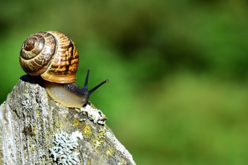 Schnecke mit Schneckenhaus kriecht über einen Gartenzaun
