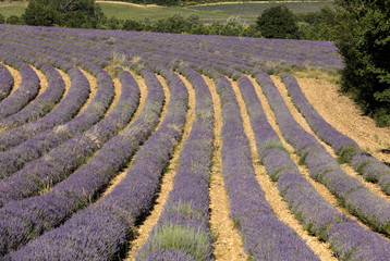 Lavender field near Sault in Provence,  France