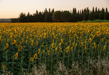 Sunflowers field near Arles  in Provence, France