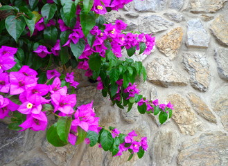 Purple bougainvilleas on the stone wall in summer