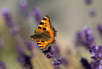 Colorful Butterfly on the blooming lavender flowers