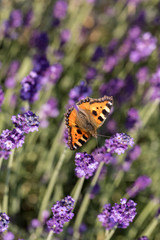 Colorful Butterfly on the blooming lavender flowers