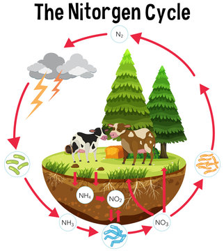 A Science Poster of Nitrogen Cycle