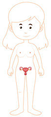 Placement of uterus on woman