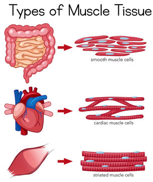 Types of Muscle Tissue