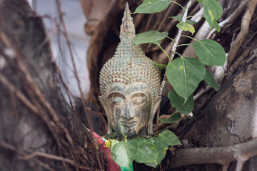 Buddha head Old age It is a World Heritage Site of Thailand.