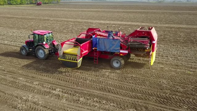 harvesting potatoes with a combine / harvester plowing the field and harvesting potatoes