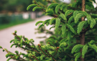 Green branch of fir tree