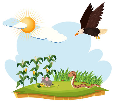 Scene with eagle, mouse and snake on a farm