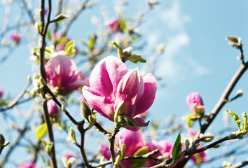 Beautiful blossoming magnolia flowers