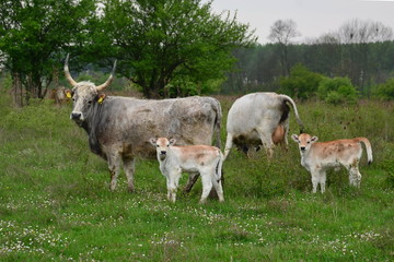 Fototapeta premium Pair of cows and calfs on the meadow