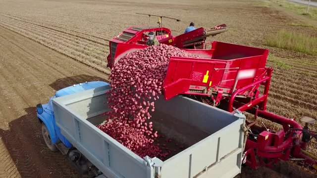 harvesting potatoes with a combine / harvester plowing the field and harvesting potatoes