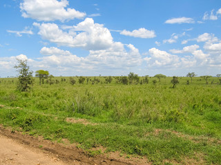Fototapeta na wymiar Savanna plain against cloudy sky background. Serengeti National Park, Tanzania, Africa. 