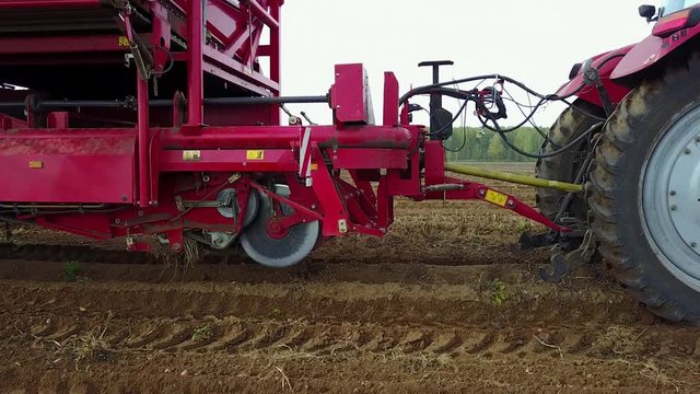 harvesting potatoes with a combine / harvester plowing the field and harvesting potatoes