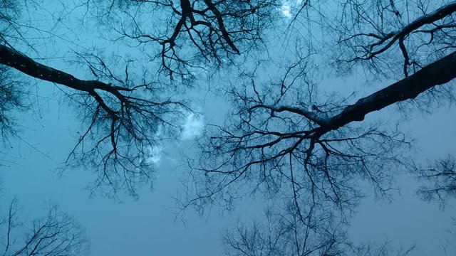 Wild Forest in Moon Light