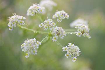 Flowers of Chaerophyllum bulbosum or turnip-rooted chervil and morning drops of dew