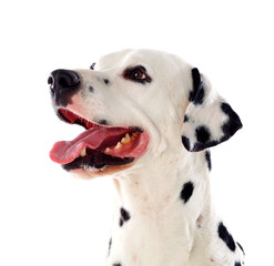 Obraz premium Beautiful dalmatian dog