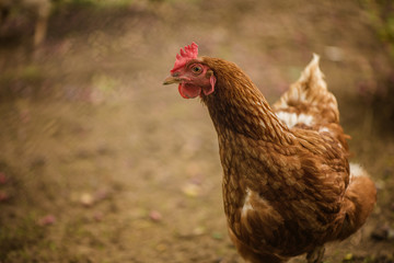 brown free range organically fed hen 