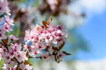 Branches of the blossoming paradise apple tree