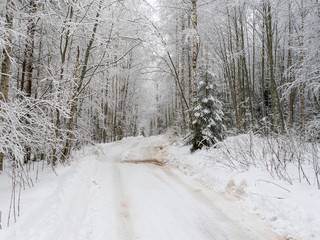 Vanishing snow-covered dirt road through winter forest. Novgorodsky region, Russia 