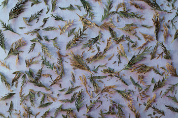 Flat lay on a pink table with juniper leaves...