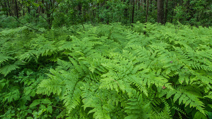 fern in the forest