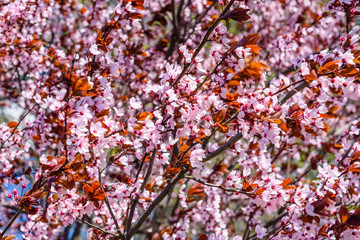 Branches of the blossoming paradise apple tree