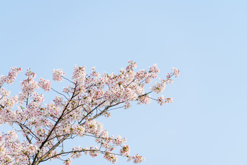 Cherry blossoms bloom in the blue sky in spring