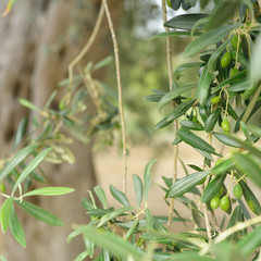 Olive trees in Italy, harvesting time. Olive trees garden, mediterranean olive field ready for harvest. Olive grove. Raw ripe fresh olives, image toned.