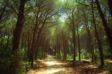 Beautiful forest with pines, mediterranean ladscape
