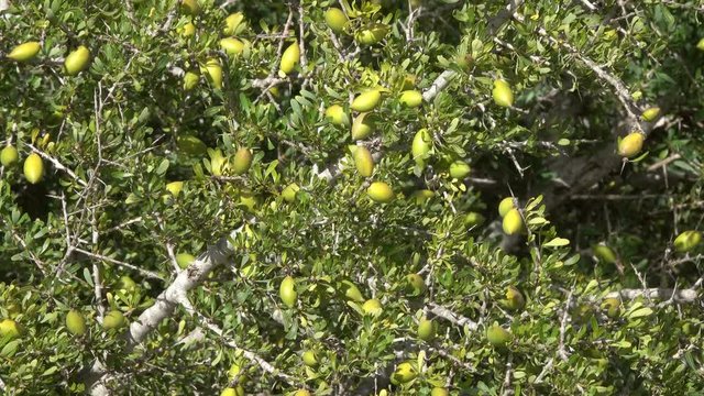 Argan nuts (Sapotaceae, Argania spinosa) growng on green tree branch in Morocco, 4k