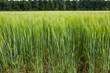 Organic green wheat field in sunny day as early stage of farming plant development.