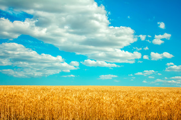  field of wheat and clouds in the blue sky