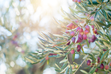 Spanish olive grove, branch detail. Raw ripe fresh olives growing in mediterranean garden ready to harvest, soft focus.