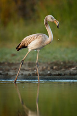 Brown flamingo walking on the water