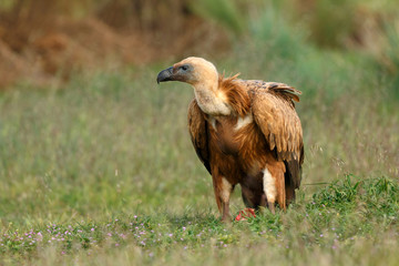 Portrait of a young vulture