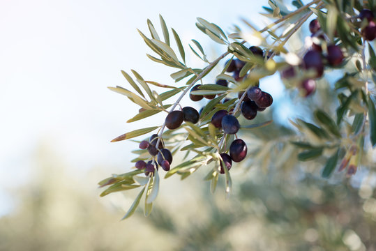 Spanish olive grove, branch detail. Raw ripe fresh olives growing in mediterranean garden ready to harvest, soft focus.