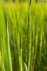 Obraz premium Organic green wheat field in sunny day as early stage of farming plant development.