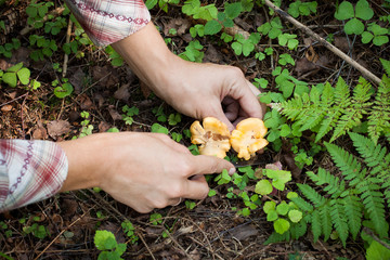 Hands Of Women Gather Fresh Mushrooms Chanterelles Knife In Forest In Summer Top View.