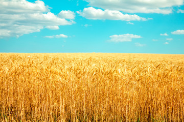 Fototapeta premium field of wheat and clouds in the blue sky