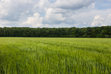 Organic green wheat field in sunny day as early stage of farming plant development.