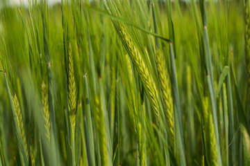 Fototapeta na wymiar Organic green wheat field in sunny day as early stage of farming plant development.