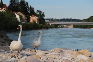 Obraz premium Couple - Steyr - Austria