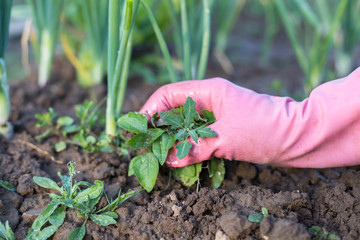 Hand Of Female Gardener In Working Rubber Gloves Weeding Weeds In Vegetable Garden Of Onion Close Up.